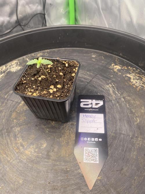 CCG x Green House Seed Co.. Week 1
