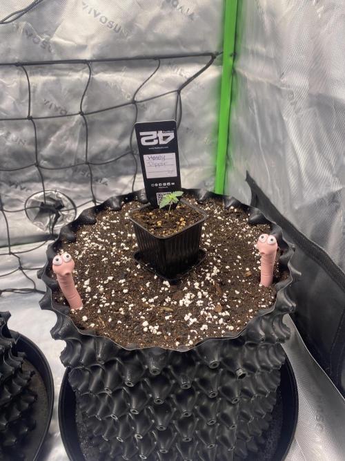 CCG x Green House Seed Co.. Week 1 - Unterstützung der Wurmfreunde