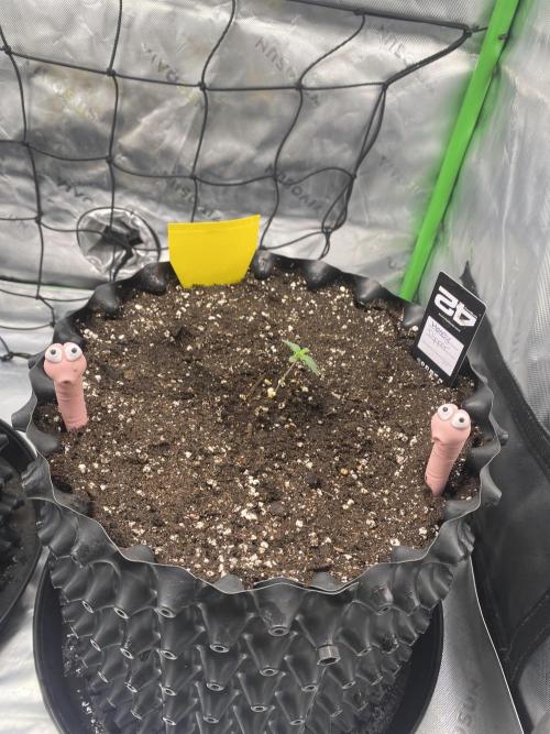CCG x Green House Seed Co.. Week 1