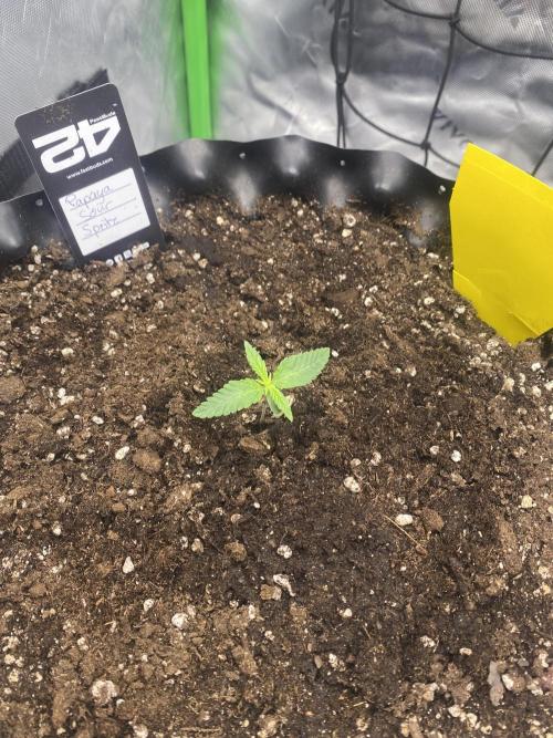 CCG x GreenHouse Seeds. Week 2