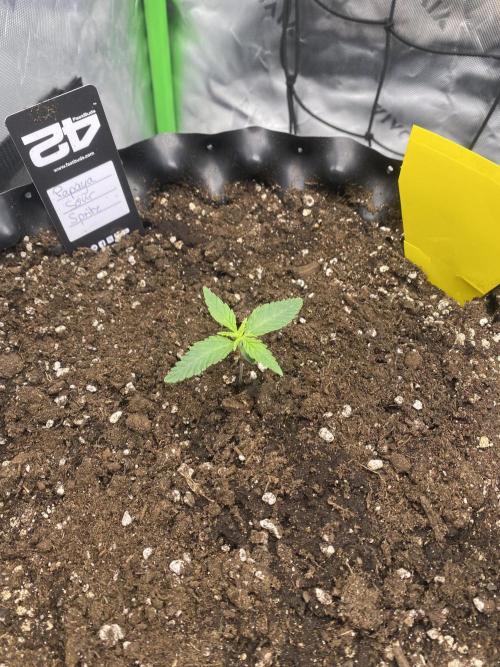 CCG x GreenHouse Seeds. Week 2