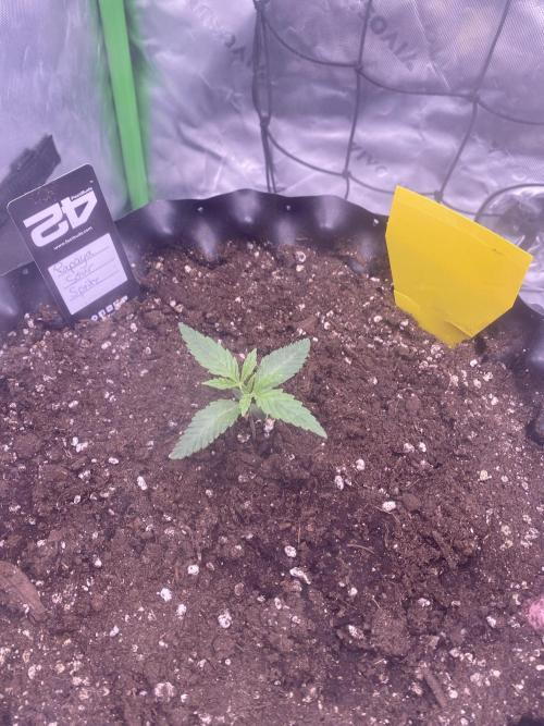 CCG x GreenHouse Seeds. Week 2