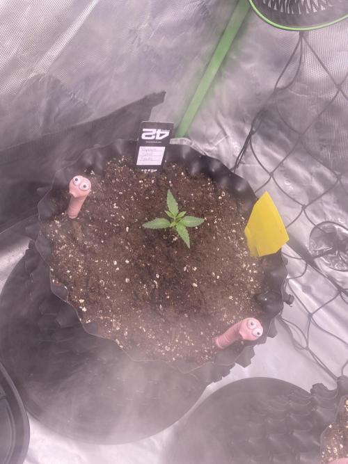 CCG x GreenHouse Seeds. Week 2
