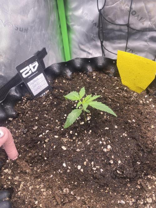 CCG x GreenHouse Seeds. Week 2
