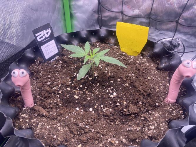 CCG x GreenHouse Seeds. Week 2