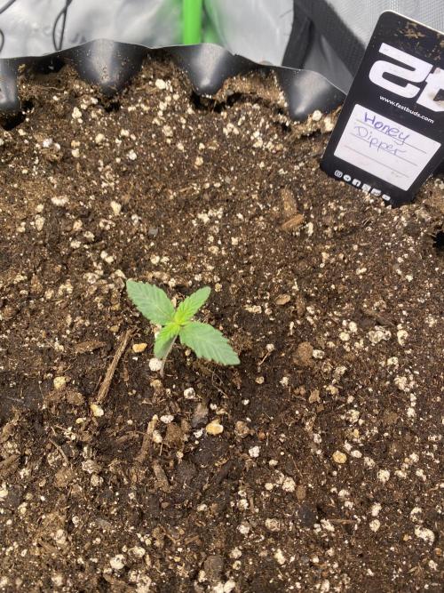 CCG x Green House Seed Co.. Week 2