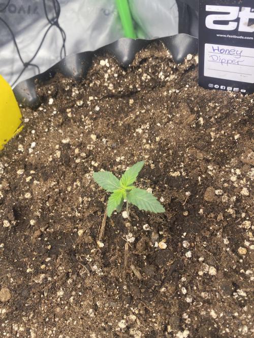 CCG x Green House Seed Co.. Week 2