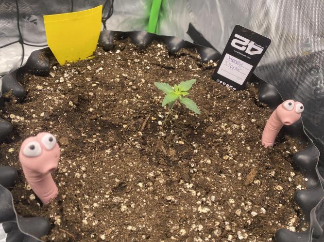 CCG x Green House Seed Co.. Week 2