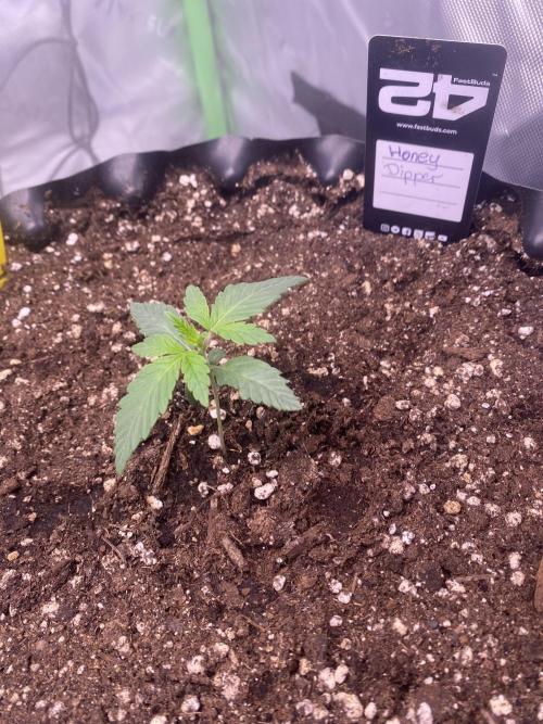 CCG x Green House Seed Co.. Week 2