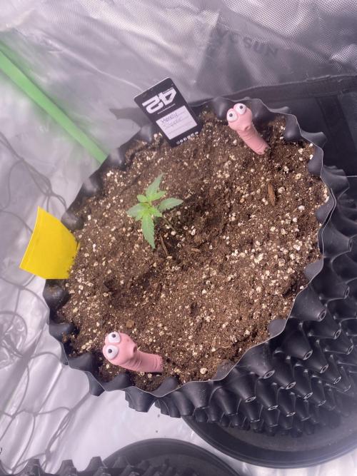 CCG x Green House Seed Co.. Week 2