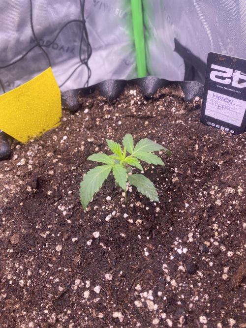 CCG x Green House Seed Co.. Week 2