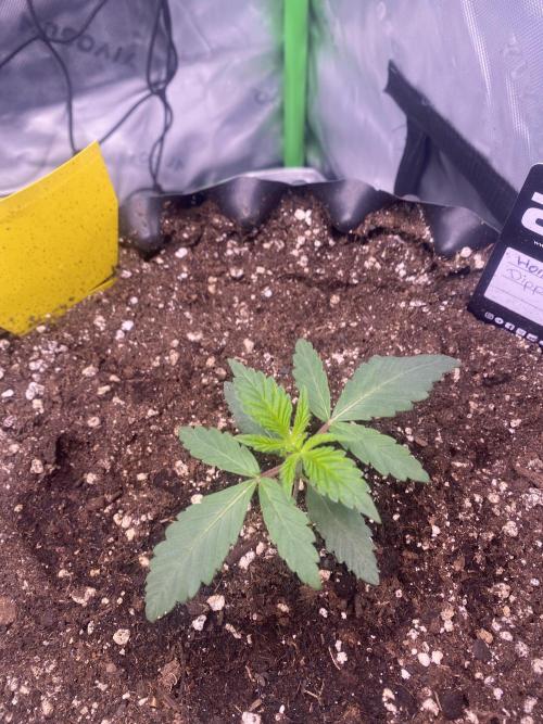 CCG x Green House Seed Co.. Week 2