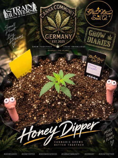 CCG x Green House Seed Co.. Week 2