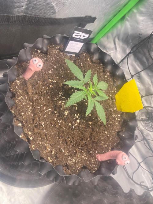 CCG x GreenHouse Seeds. Week 3