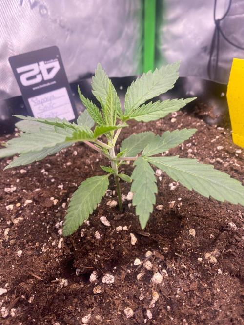 CCG x GreenHouse Seeds. Week 3