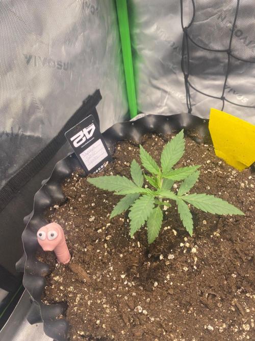 CCG x GreenHouse Seeds. Week 3
