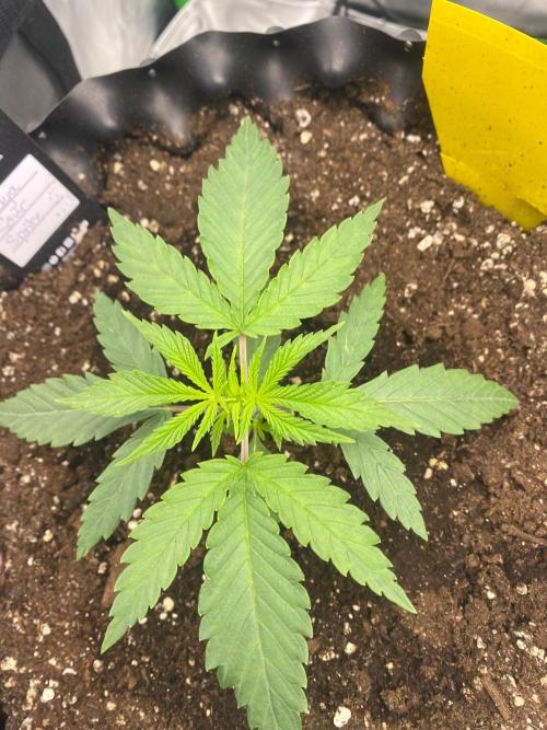 CCG x GreenHouse Seeds. Week 3
