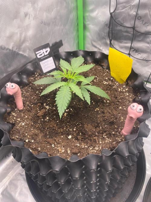 CCG x GreenHouse Seeds. Week 3