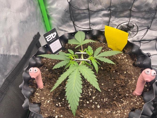 CCG x GreenHouse Seeds. Week 3
