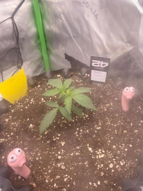 CCG x Green House Seed Co.. Week 3