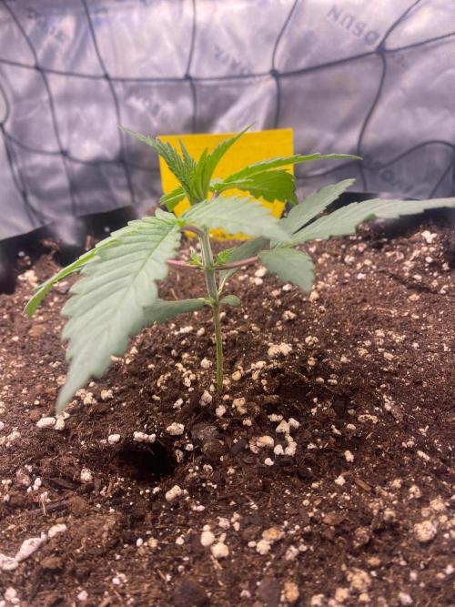 CCG x Green House Seed Co.. Week 3