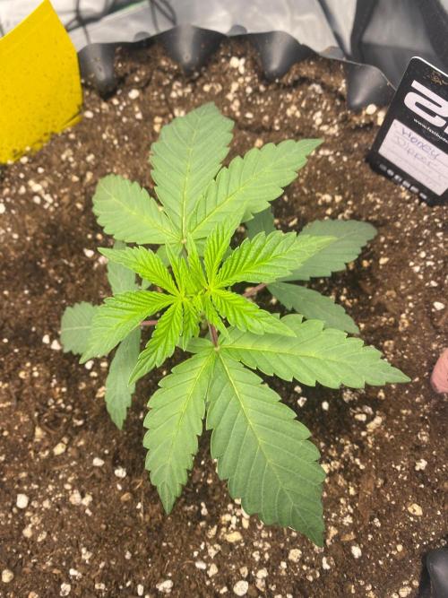 CCG x Green House Seed Co.. Week 3