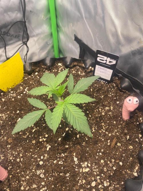 CCG x Green House Seed Co.. Week 3