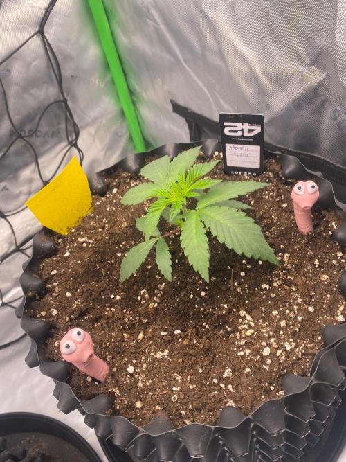 CCG x Green House Seed Co.. Week 3