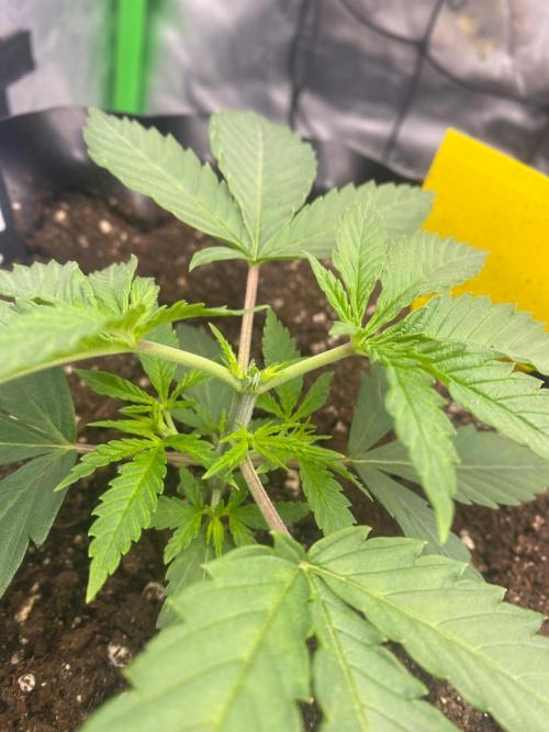CCG x Green House Seed Co.. Week 3