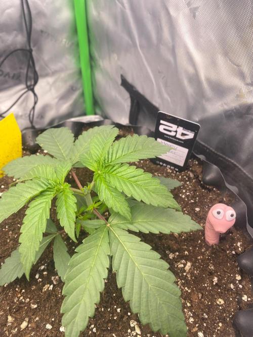 CCG x Green House Seed Co.. Week 3