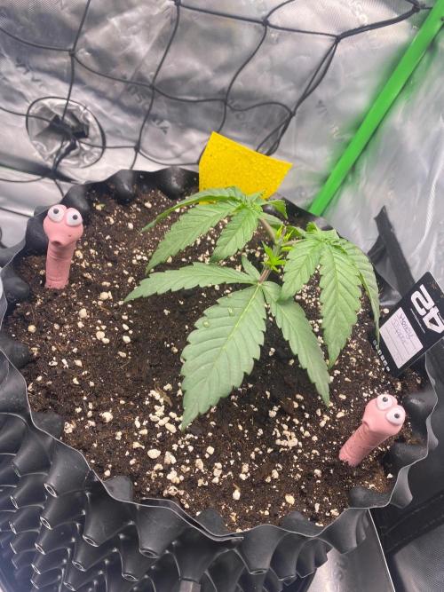 CCG x Green House Seed Co.. Week 3