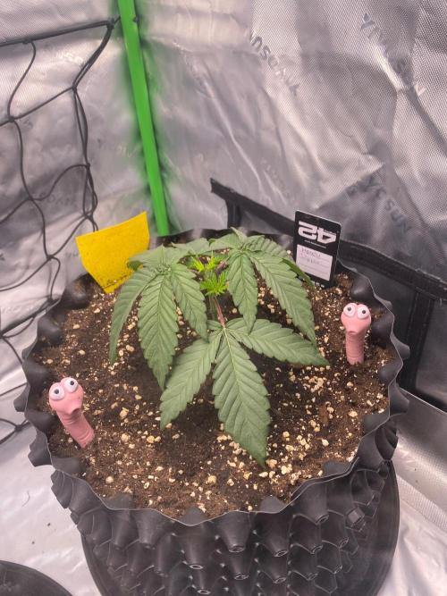 CCG x Green House Seed Co.. Week 4