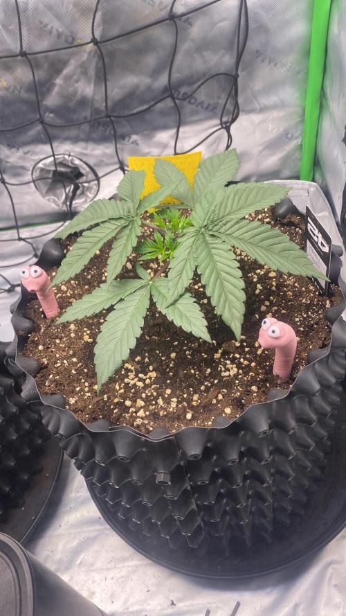 CCG x Green House Seed Co.. Week 4