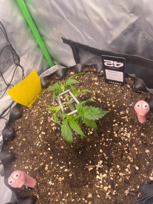 CCG x Green House Seed Co.. Week 4