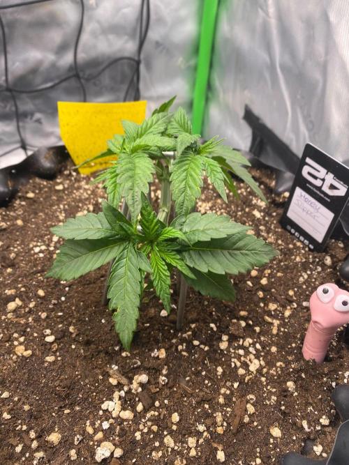 CCG x Green House Seed Co.. Week 4