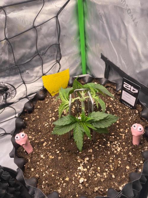 CCG x Green House Seed Co.. Week 4