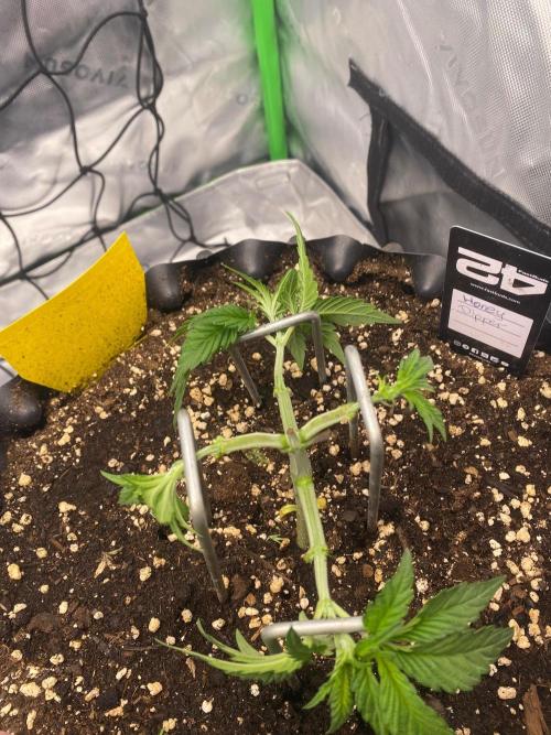 CCG x Green House Seed Co.. Week 4