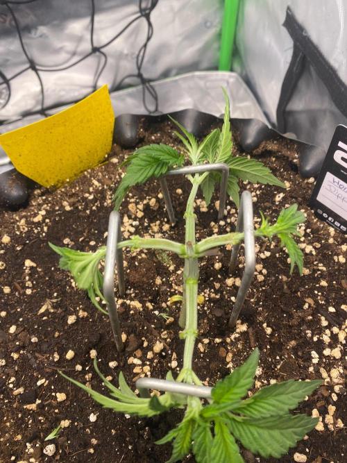 CCG x Green House Seed Co.. Week 4