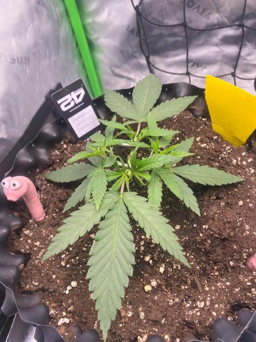 CCG x GreenHouse Seeds. Week 4