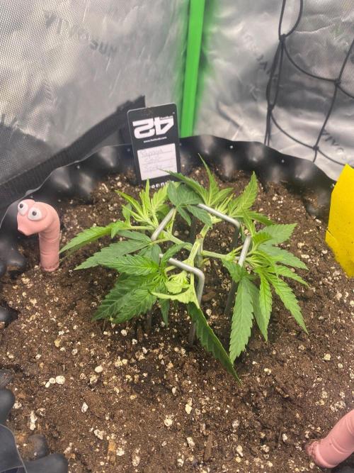 CCG x GreenHouse Seeds. Week 4