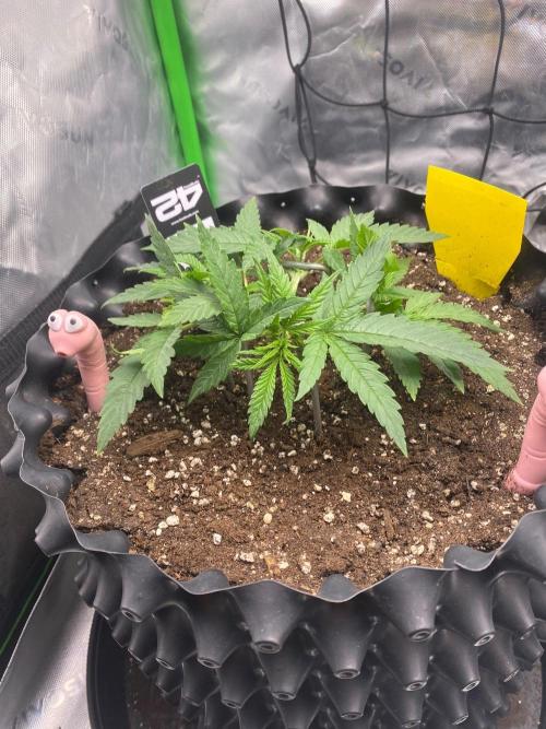 CCG x GreenHouse Seeds. Week 4