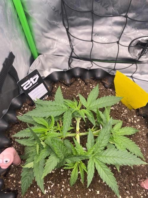 CCG x GreenHouse Seeds. Week 4