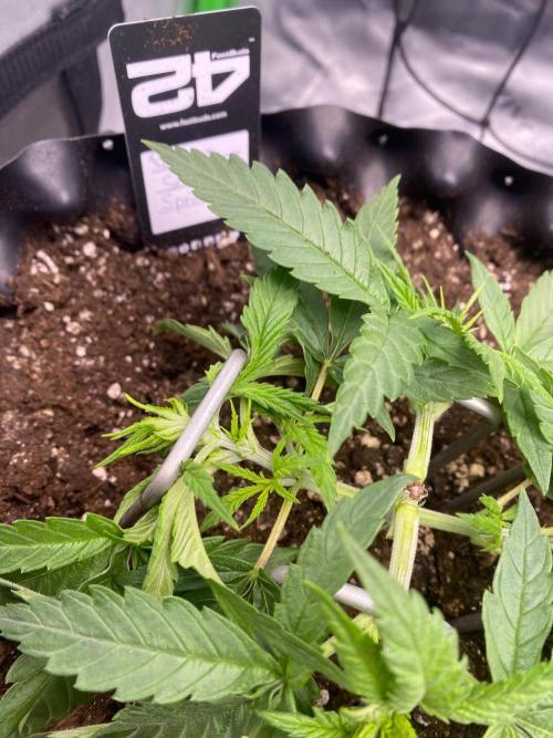 CCG x GreenHouse Seeds. Week 4