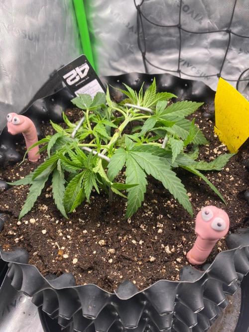 CCG x GreenHouse Seeds. Week 4