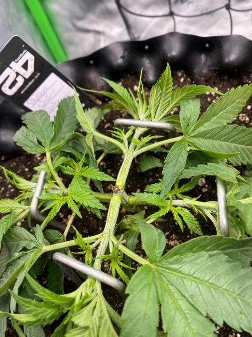 CCG x GreenHouse Seeds. Week 4