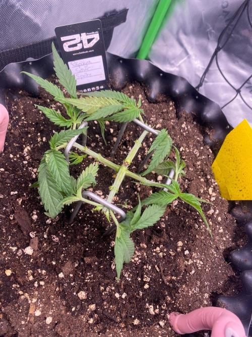 CCG x GreenHouse Seeds. Week 4