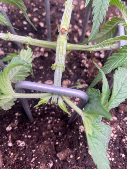 CCG x GreenHouse Seeds. Week 4