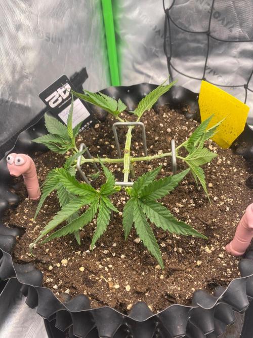CCG x GreenHouse Seeds. Week 5