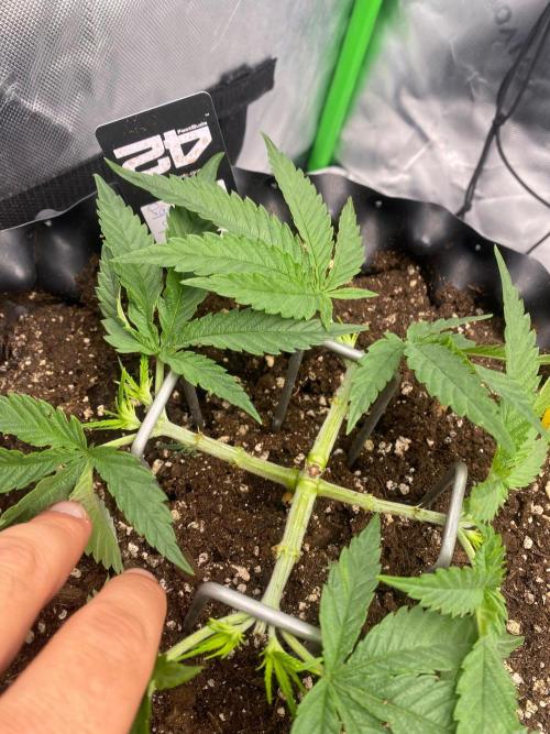 CCG x GreenHouse Seeds. Week 5