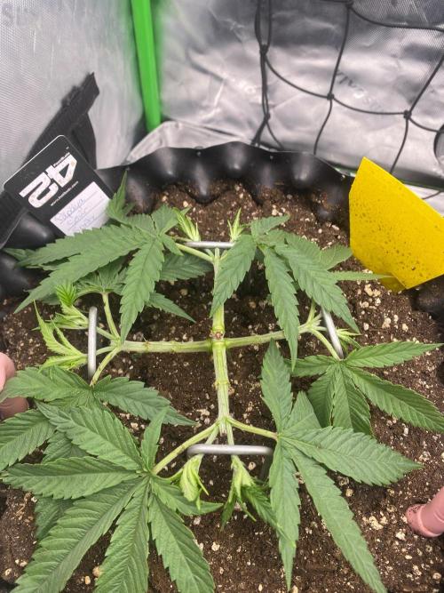 CCG x GreenHouse Seeds. Week 5